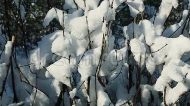 覆盖着白雪的矮树丛